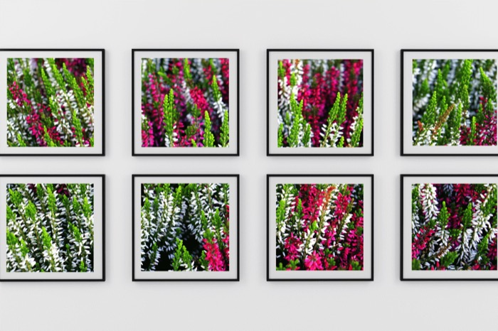 Serie de ocho cuadros de flores